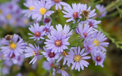 Smooth-leaved Aster