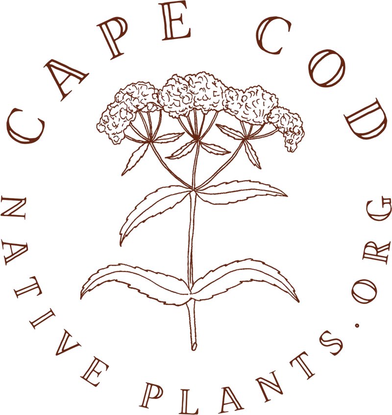 ccnp-logo-2022-new