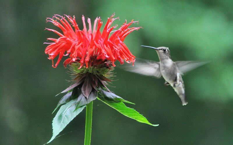 hummingbird-cape-cod-native-plants