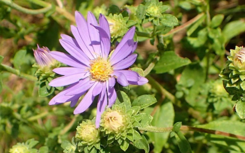 showy-aster