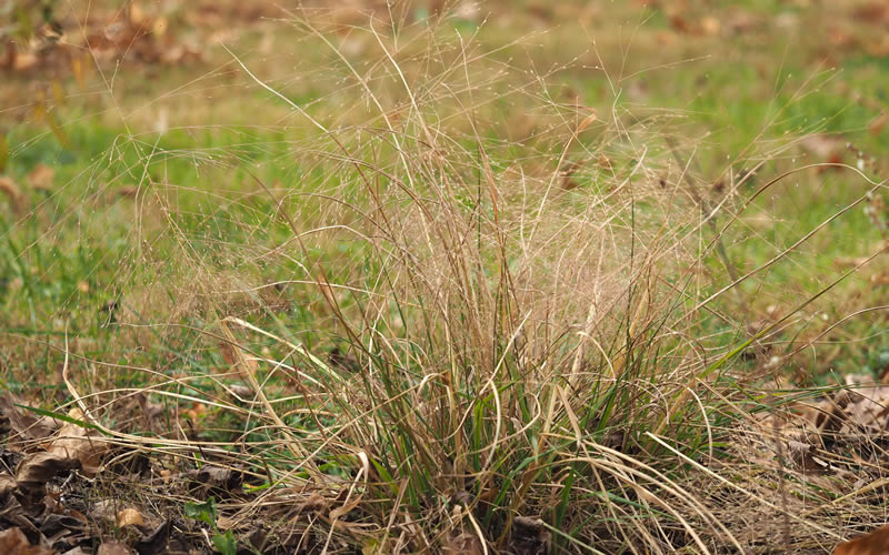 Eragrostis spectabilis purple love grass