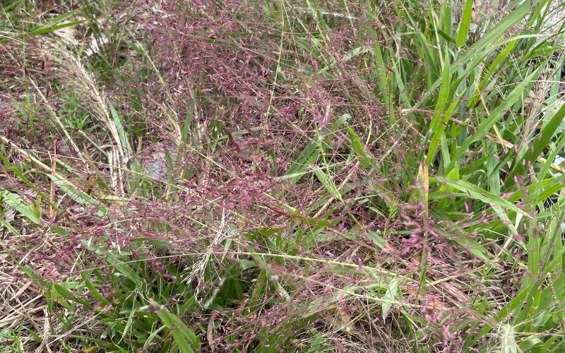 purple-lovegrass-ccnp