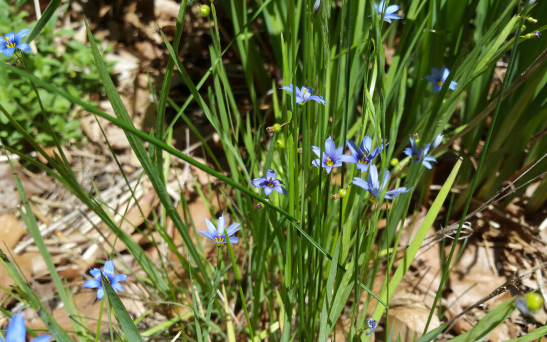 Blue-eyed Grass | Cape Cod Native Plants