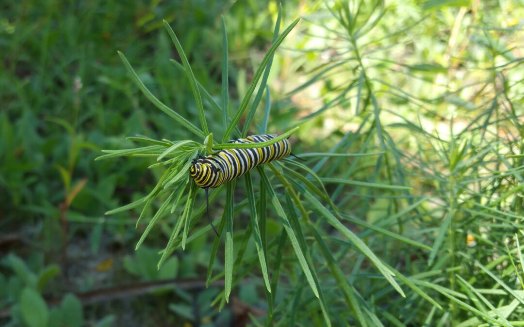 Monarch Caterpillar on Whorled Milkweed