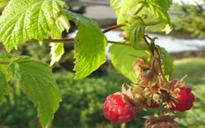 Common Red Raspberry