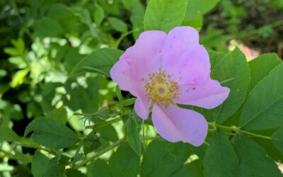 Swamp Rose