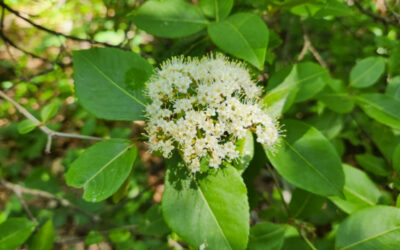 Wild Raisin / Witherod