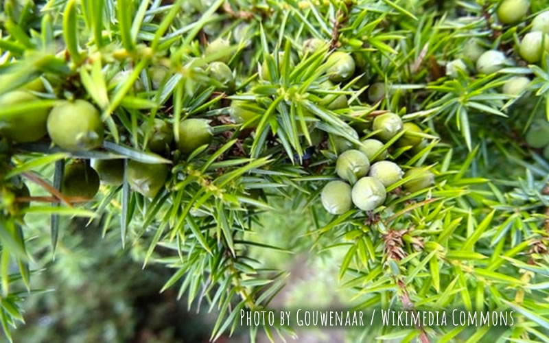 common-juniper-cape-cod-native-plants