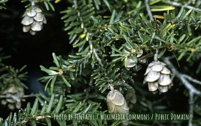 Eastern Hemlock