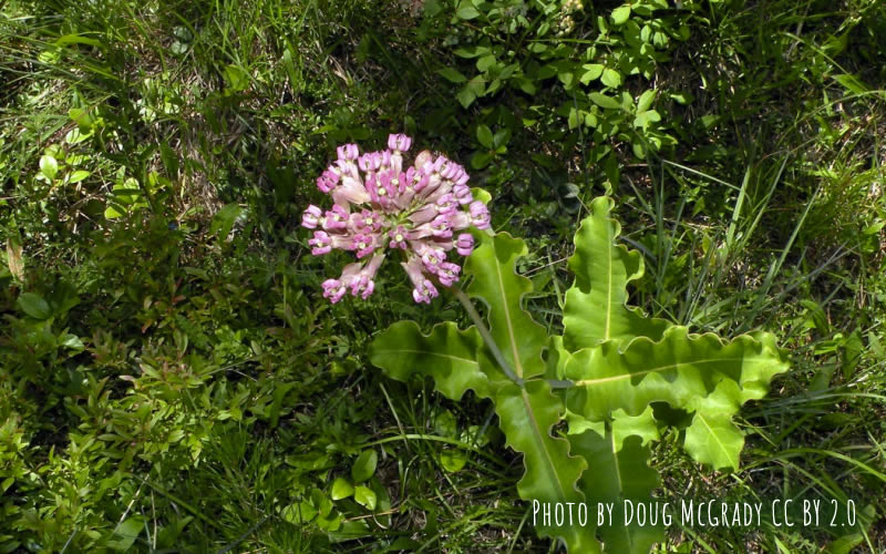 clasping-milkweed-cape-cod-native-plant
