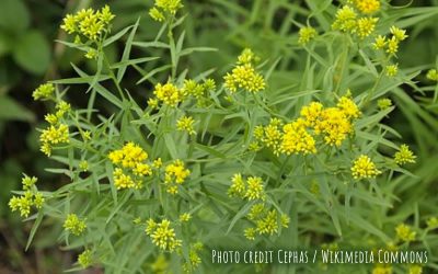 Grass-leaved Goldenrod