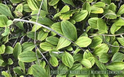 Plantain-leaved Pussytoes