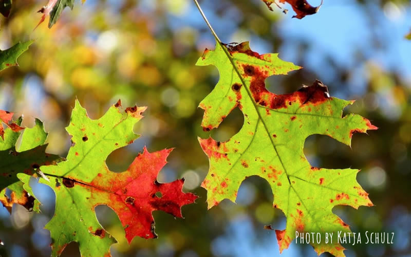 scarlet-oak-native-plants-cape-cod