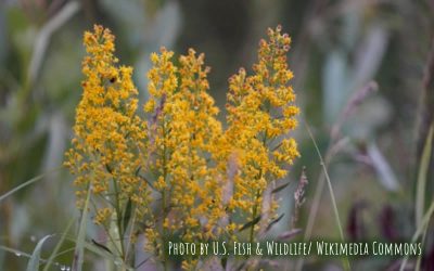 Showy Goldenrod
