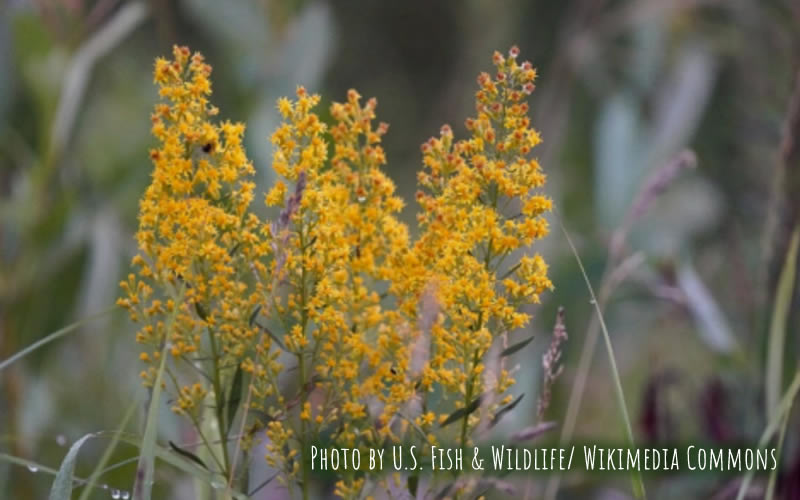 showy-goldenrod-cape-cod-native-plants