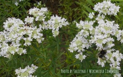 Virginia Mountain Mint