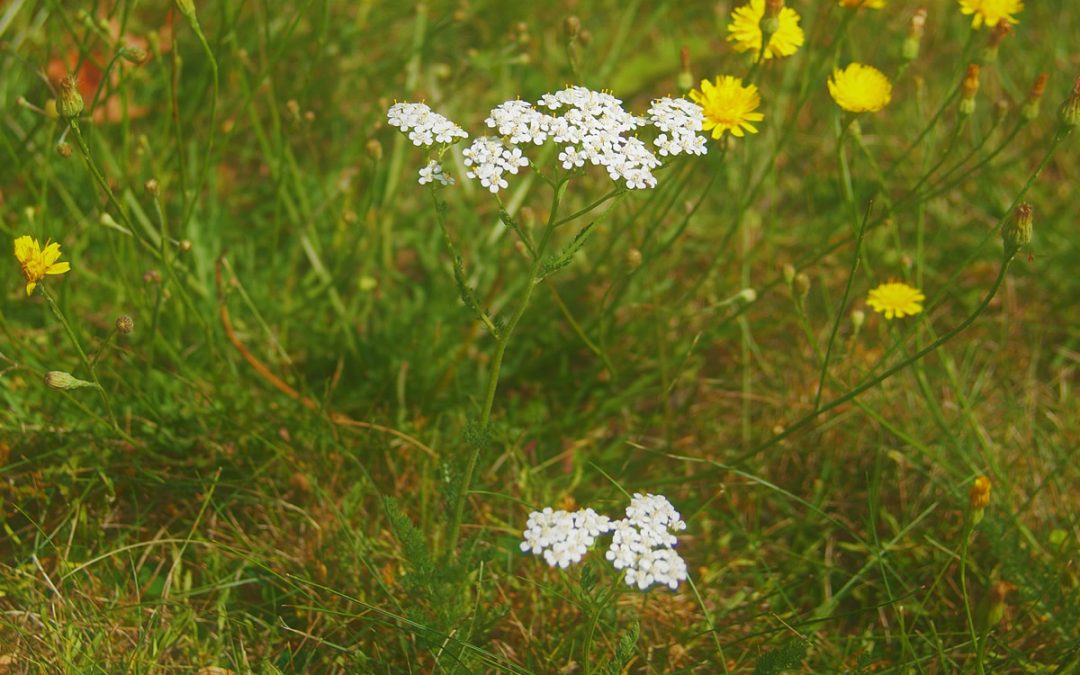 Yarrow & hawkweed-1