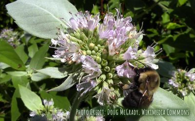 Hoary Mountain Mint