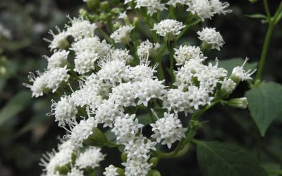 White Snakeroot