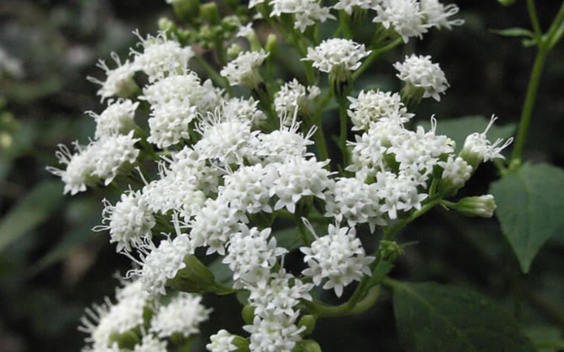 White Snakeroot