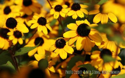 Three-Lobed Coneflower