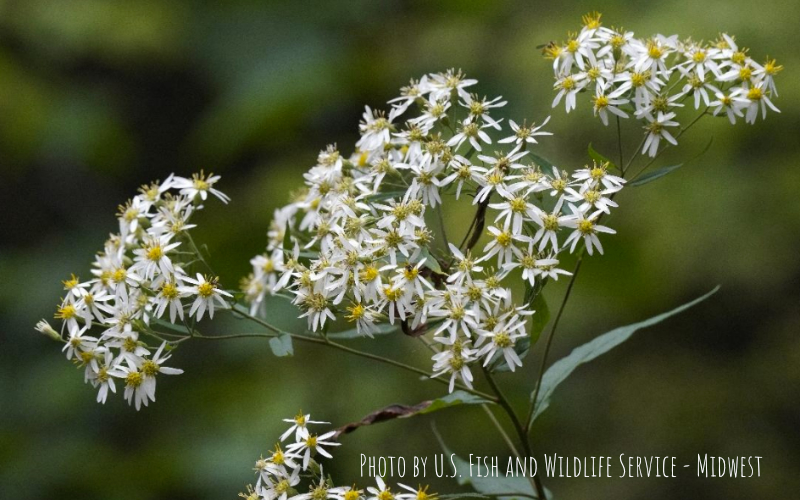 Flat-topped Aster Cape Cod Native Plant